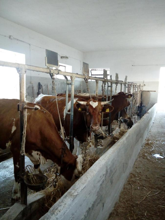 Masseria Ricci فاسانو المظهر الخارجي الصورة